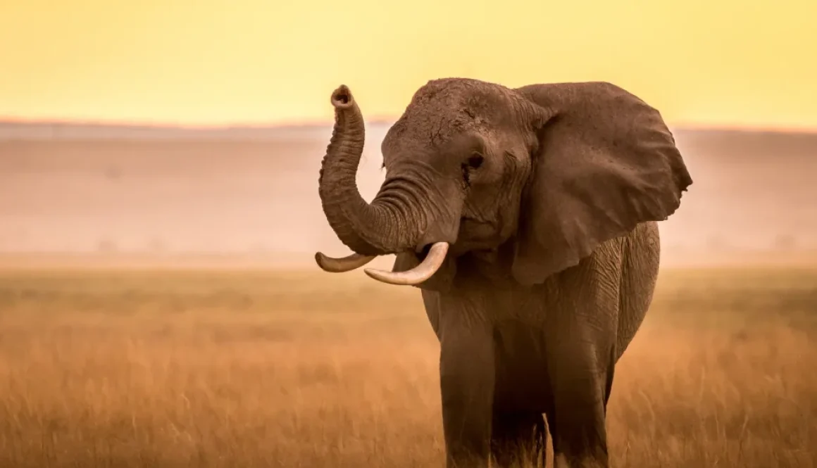 Tsavo