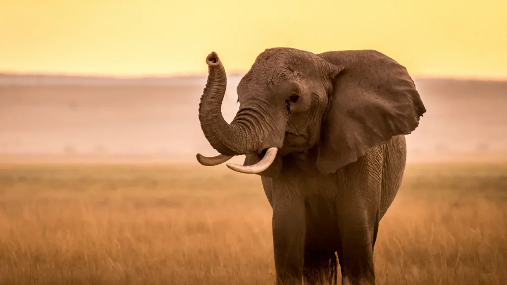 The Ultimate Guide to Kenya’s “Big Five”