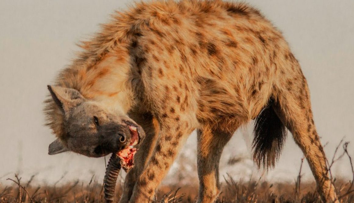 hyena