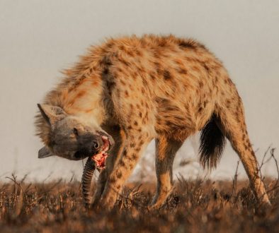 hyena