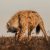 hyena