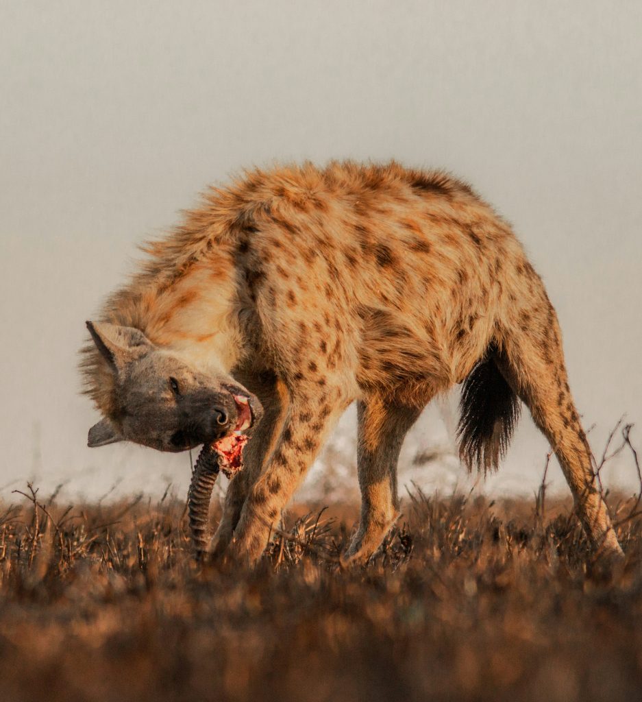 Luxury vs. Budget Safaris: Why Structure and Quality Matter