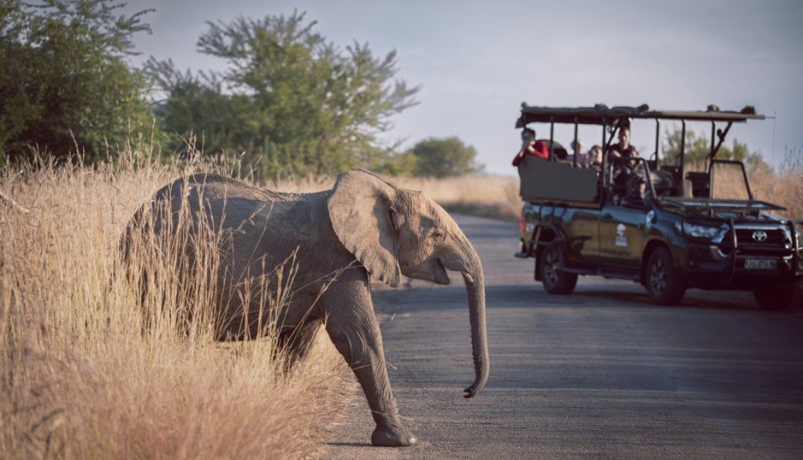 safari