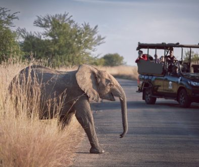 safari