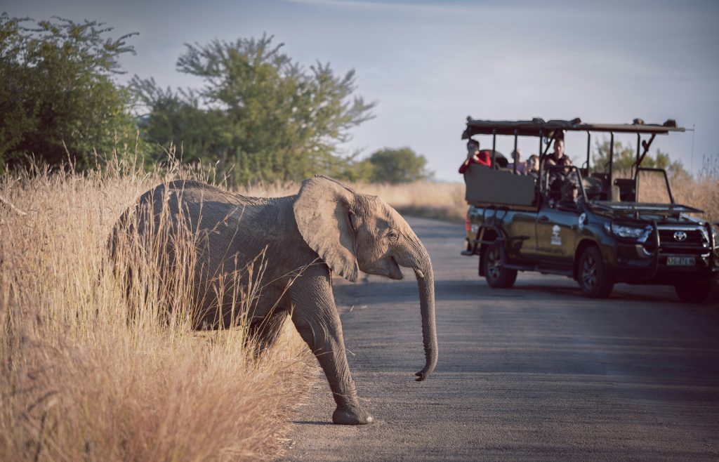 Is a Kenyan Safari Safe? How We Protect You Every Step of the Way