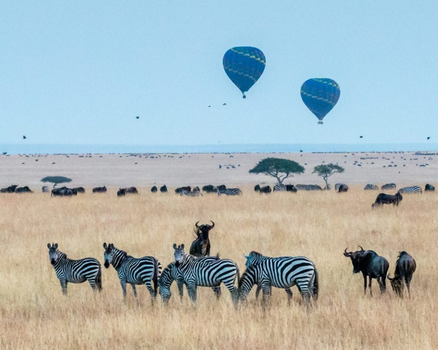 safari length